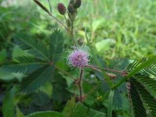 Shameplant (Mimosa pudica) flower bloom in the yard