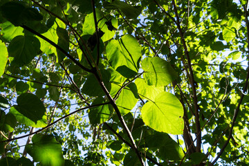 Back lit green paulownia leafs by the autumn setting sun. - 387764419