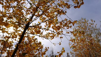 
Branches of trees with yellow foliage