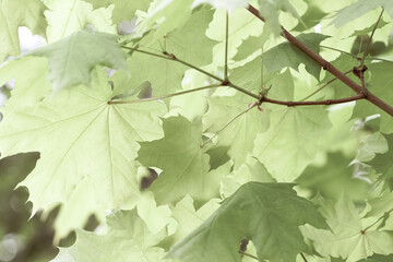 Sun bright shining through green big maple leaves macro with vintage effect