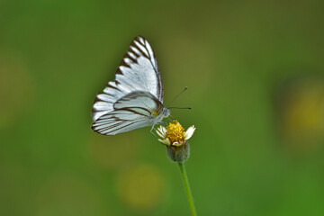 Butterfly on flower in a meadow