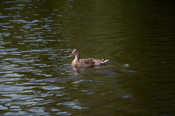 Female, brown mallard duck swimming