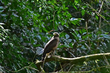 Crested Serpent Eagle resting on a perch