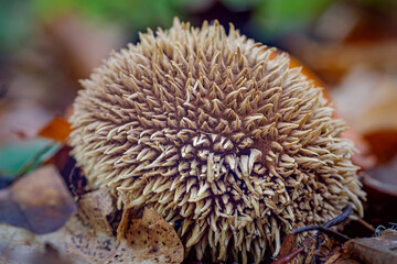 Mushroom Lycoperdon echinatum (spiny puffball or the spring puffball) close up in autumn forest