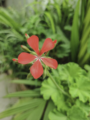 Red Geranium flower in my backyard