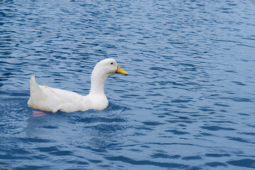 swan on the water