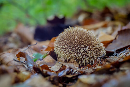 Mushroom Lycoperdon echinatum (spiny puffball or the spring puffball) close up in autumn forest