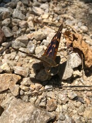 butterfly on the rocks