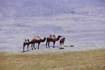 Altai steppe and a family of camels grazing there: two adults and two small ones