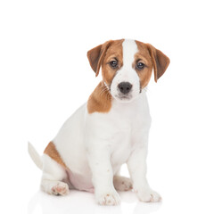 Portrait of Jack russell terrier puppy. Isolated on white background