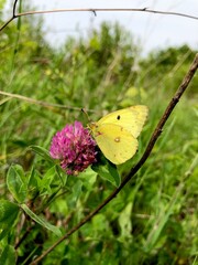 butterfly on a flower