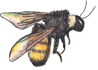 Bee illustration handdrawn with conte charcoal colored with watercolors, painting