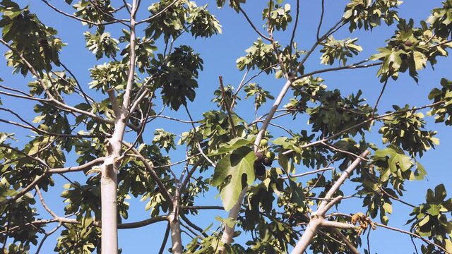 Wind-blown fig branches to mean a concept