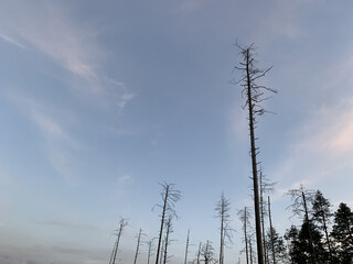 Forest of dead tree