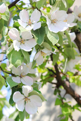 Blooming apple tree. Summer time.