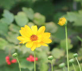 Wildflowers in the summer.