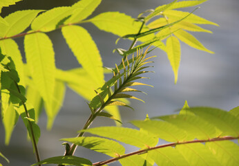 Fototapeta premium Green tender leaves of trees.