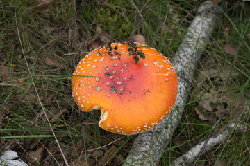 fly agaric mushroom in autumn forest