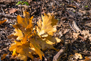 Close up of autumn yellow leaf