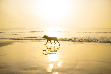 Laufender Hund am Strand