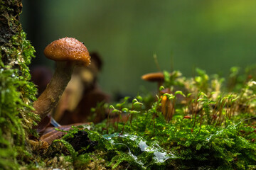 Pilze im Märchenwald
