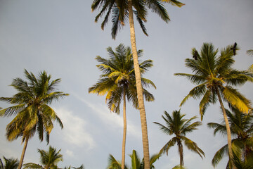Palmen Sri Lankas