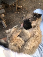 Puppy sleeping in lap