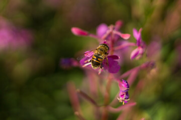 Biene auf Blüten