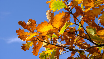 
Branches of trees with yellow foliage