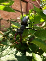 stag beetle (cuckold) on a branch