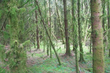 Fir tree forest covered with green moss