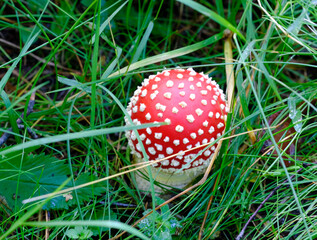 Small fly agaric in the green grass close up selective focus