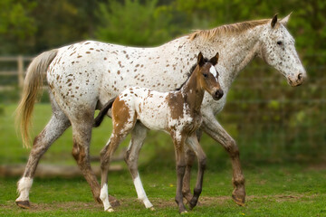 Obraz na płótnie Canvas Mother and Baby Appaloosa Horses