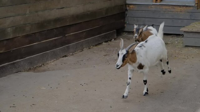 Two playful little goatlings running in the paddock at farm - slow motion. Summer time, daylight. Farming, childhood, game and animal husbandry concept