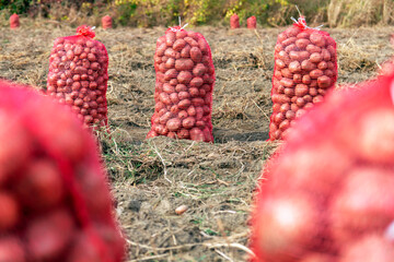 Sacks of Freshly Harvested Potato in a Field