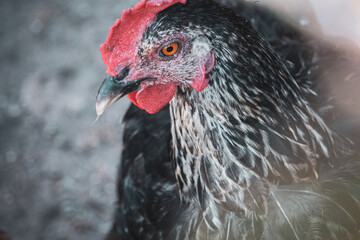 A hen bred without cage in the Polish countryside during a beautiful summer