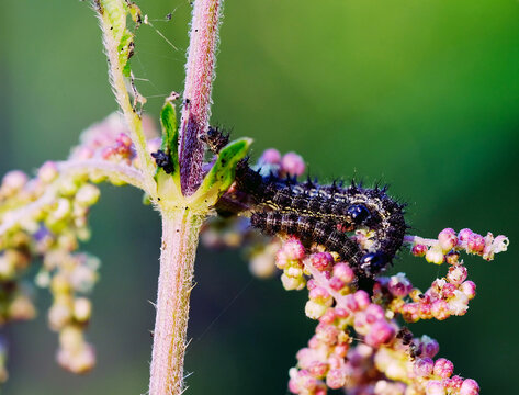 Black furry caterpillars on the stem of a plant in the garden close up selective focus