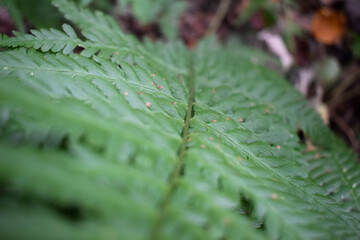 fern close up 