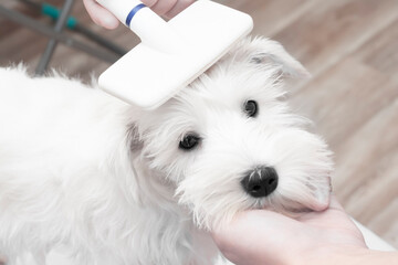 Grooming dog, man scratching puppy slicker. High quality photo