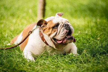 Obraz premium Portrait of cute english bulldog at the park.