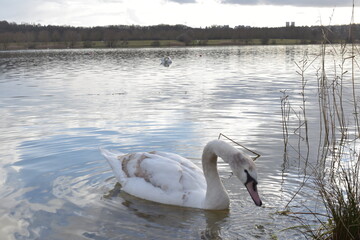 swans on the lake