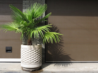 Palm tree in ceramic pots - livistona rotundifolia, in the background garage