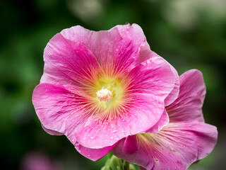 Beautiful pair of pink hollyhock on a black background
