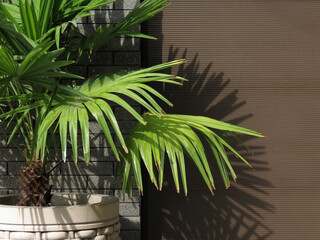 Green palm leaves in ceramic pots - livistona rotundifolia, on a brown background