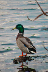 duck on rock in lake 