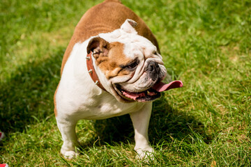 Fototapeta premium Portrait of cute english bulldog at the park.