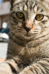 こちらをじっと見つめるキジトラ模様の猫