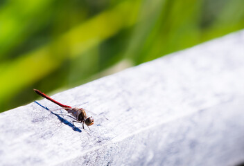 Red dragonfly with transparent wings on a branch