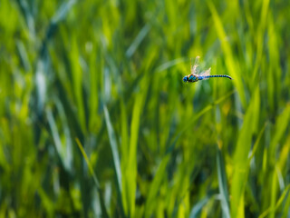 Blue dragonfly with beautiful transparent wings on a clear green background