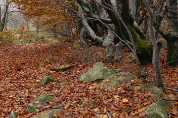 autumn leaves on the ground